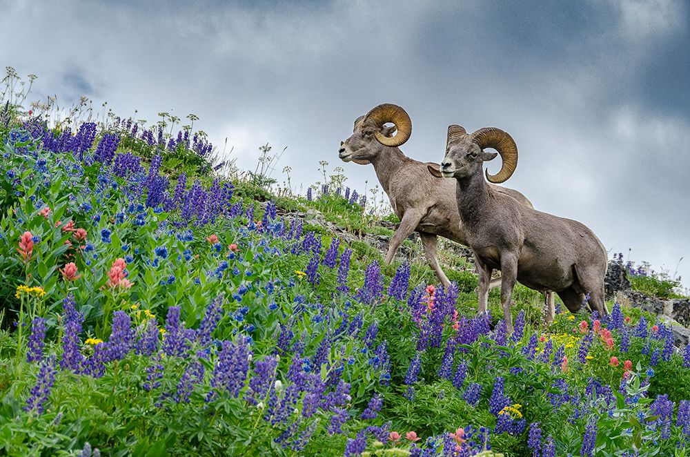 USA, Utah. Two bighorn rams grazing, Mount Timpanogos. art print by Howie Garber for $57.95 CAD