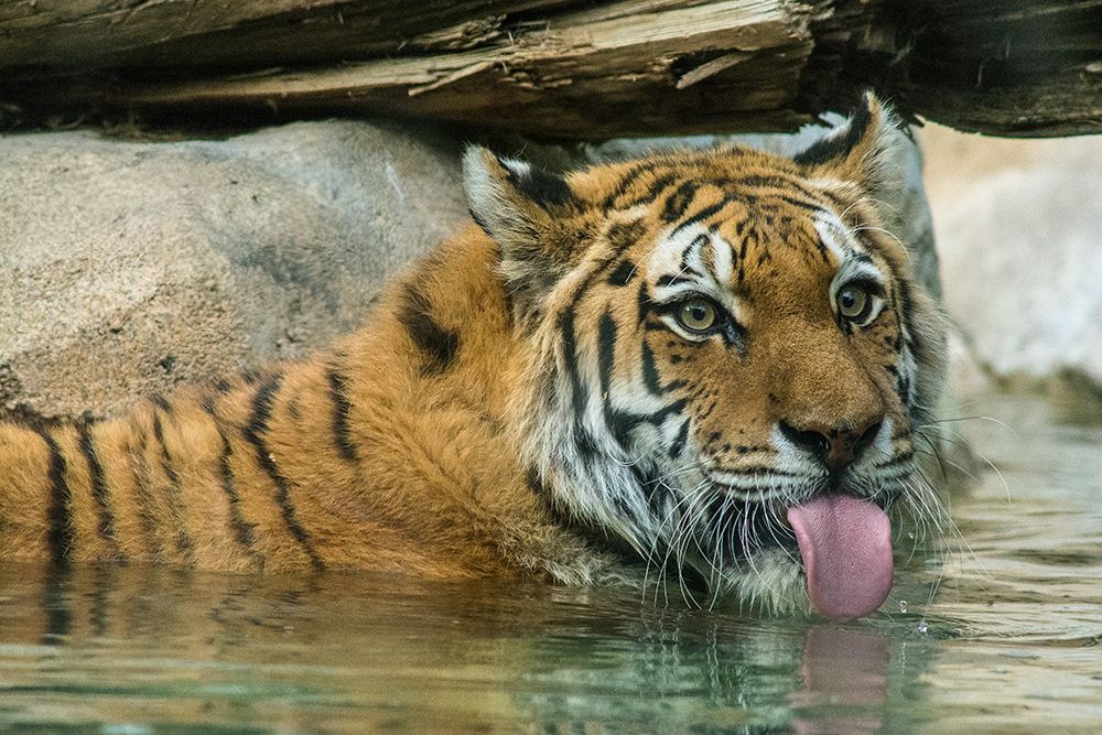 USA, Utah. Hogle Zoo, captive Siberian tiger drinking in pool. art print by Howie Garber for $57.95 CAD