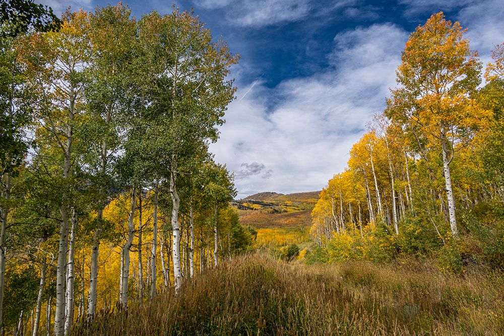 USA, Utah. Landscape of Aspen trees and peak fall foliage near Park City and Guardsmans Pass. art print by Howie Garber for $57.95 CAD