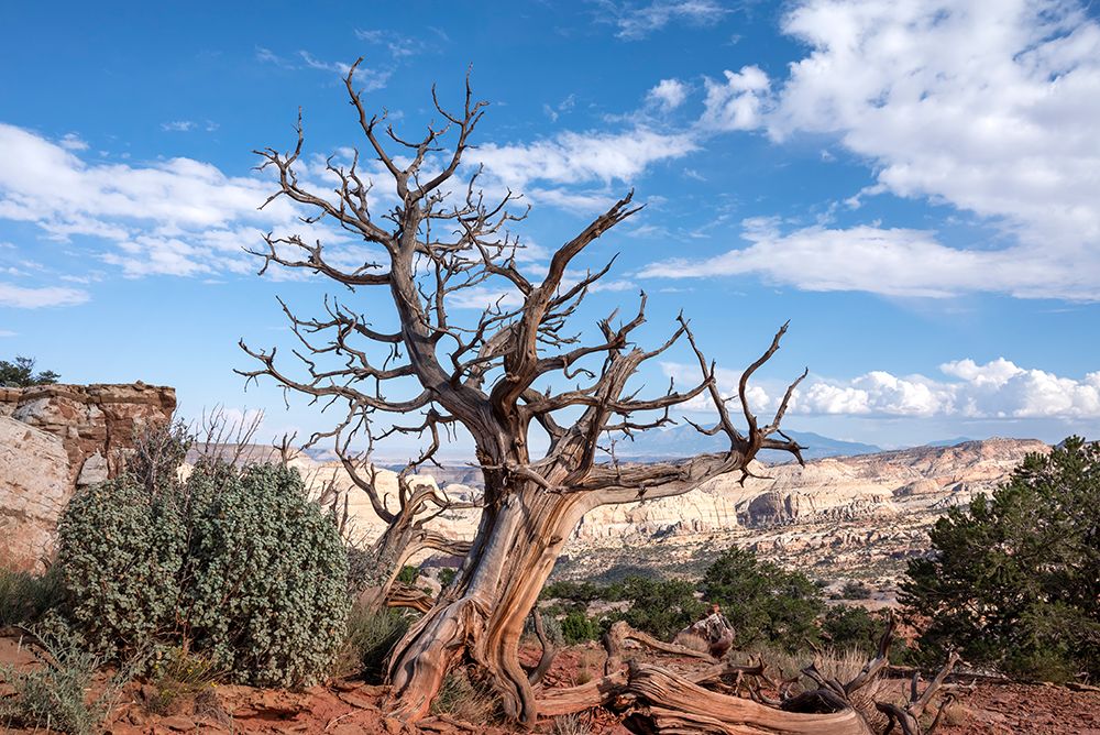 USA-Utah-Capitol Reef National Park Dead juniper tree art print by Janell Davidson for $57.95 CAD
