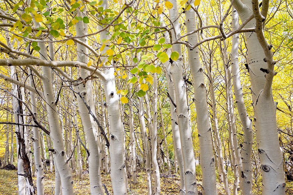 USA-Utah Dixie National Forest Grove of Aspens in Fall colors art print by Janell Davidson for $57.95 CAD