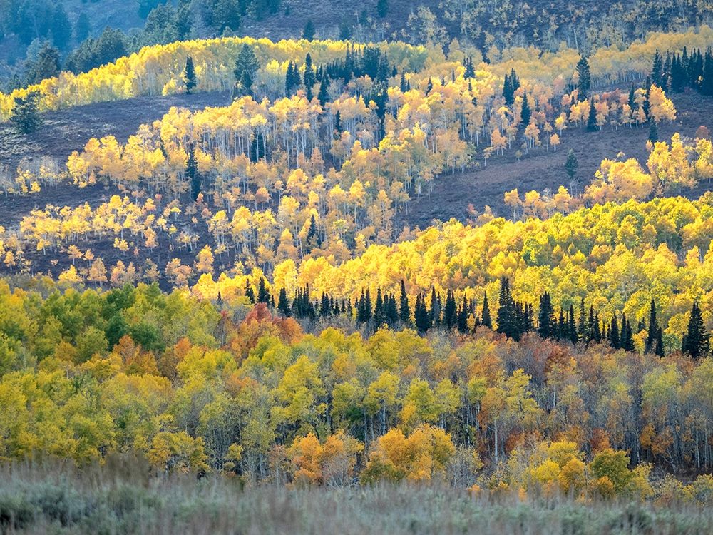 Utah-Logan Pass Autumn colors in Logan Pass Utah art print by Julie Eggers for $57.95 CAD