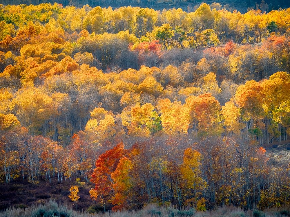 Utah-Logan Pass Autumn colors in Logan Pass Utah art print by Julie Eggers for $57.95 CAD