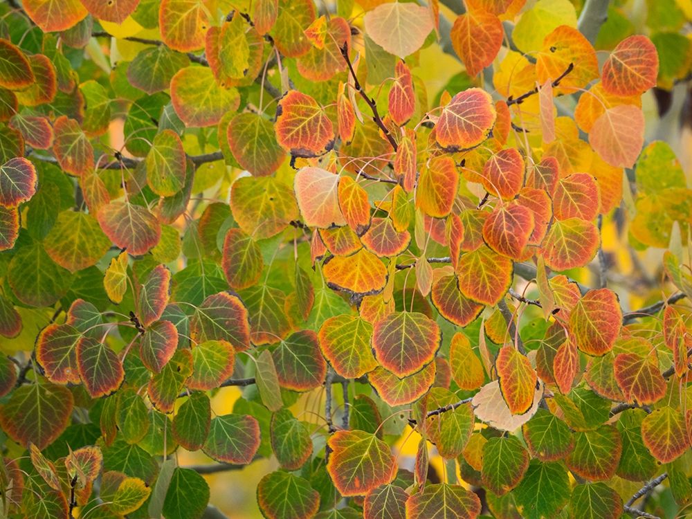 Utah-Logan Pass Autumn colors in Logan Pass Utah art print by Julie Eggers for $57.95 CAD