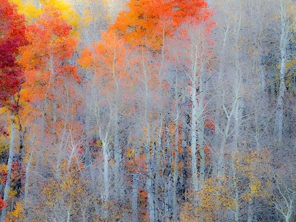 Utah-Logan Pass Autumn colors in Logan Pass Utah art print by Julie Eggers for $57.95 CAD