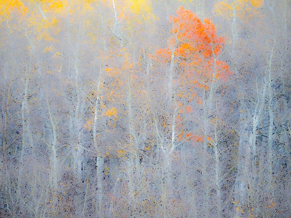 Utah-Logan Pass Autumn colors in Logan Pass Utah art print by Julie Eggers for $57.95 CAD