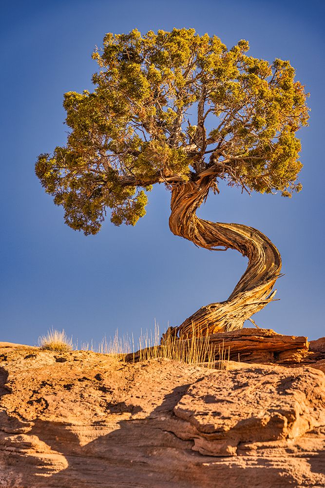 Dead Horse Point-Canyonlands National Park-Utah art print by John Ford for $57.95 CAD