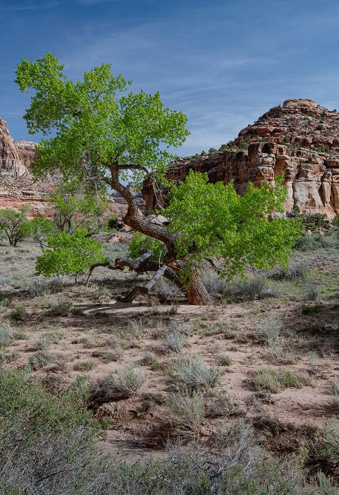 Utah Lush green leaves on cottonwood tree in the desert-San Rafael Swell art print by Judith Zimmerman for $57.95 CAD