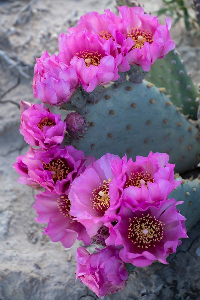 Utah Beavertail prickly pear cactus-Factory Butte-Upper Blue Hills art print by Judith Zimmerman for $57.95 CAD