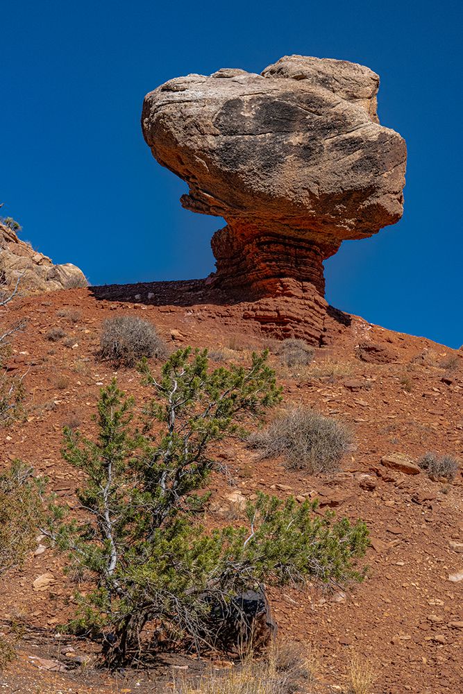USA-Utah. Geological feature-Capitol Reef National Park art print by Judith Zimmerman for $57.95 CAD