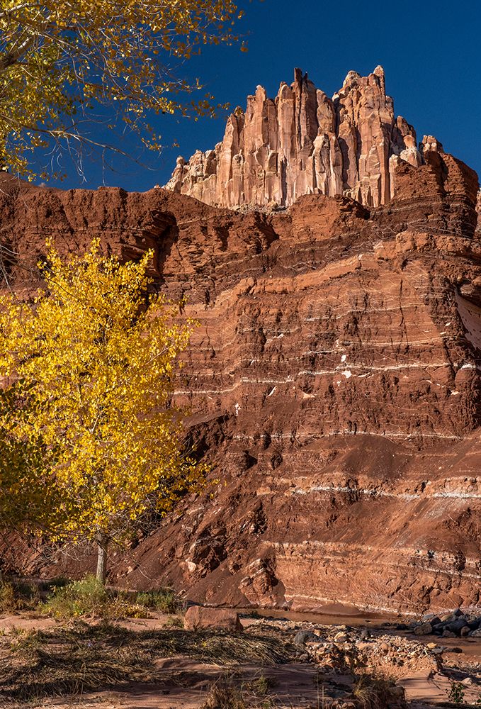 USA-Utah. Autumn cottonwood and the Castle-Capitol Reef National Park art print by Judith Zimmerman for $57.95 CAD