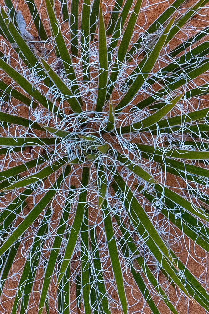 USA-Utah Yucca (Yucca sp) in the Utah desert art print by Judith Zimmerman for $57.95 CAD