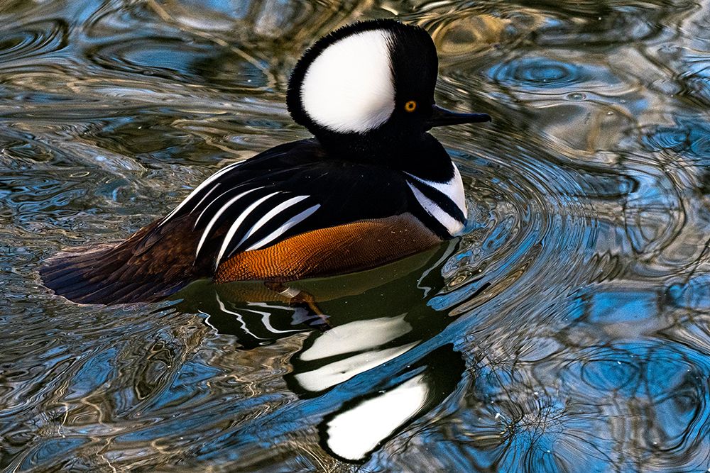 USA-Utah Hooded Merganser (Lophodytes cucullatus) swimming art print by Judith Zimmerman for $57.95 CAD