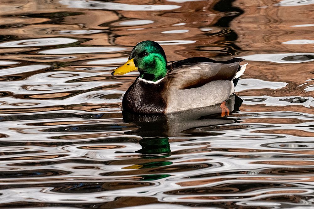 USA-Utah Mallard (Anas platyrhynchos) swimming art print by Judith Zimmerman for $57.95 CAD