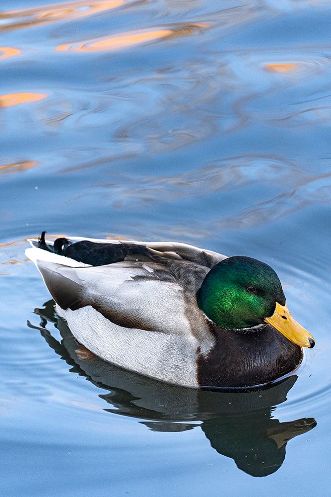 USA-Utah Mallard (Anas platyrhynchos) swimming art print by Judith Zimmerman for $57.95 CAD
