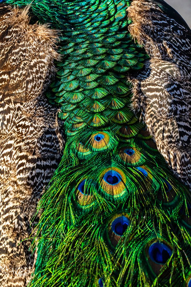 USA-Utah Peacock feathers detail art print by Judith Zimmerman for $57.95 CAD