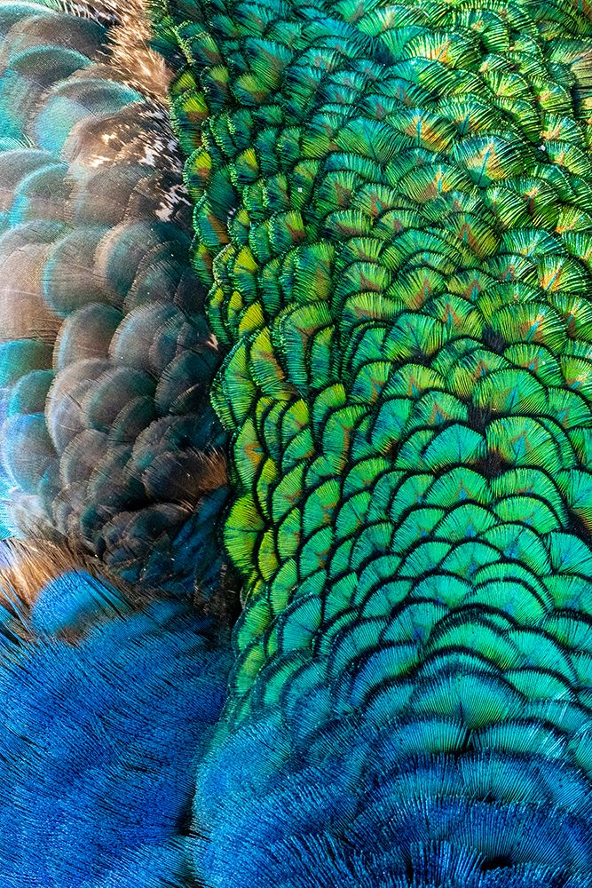 USA-Utah Peacock feathers detail art print by Judith Zimmerman for $57.95 CAD