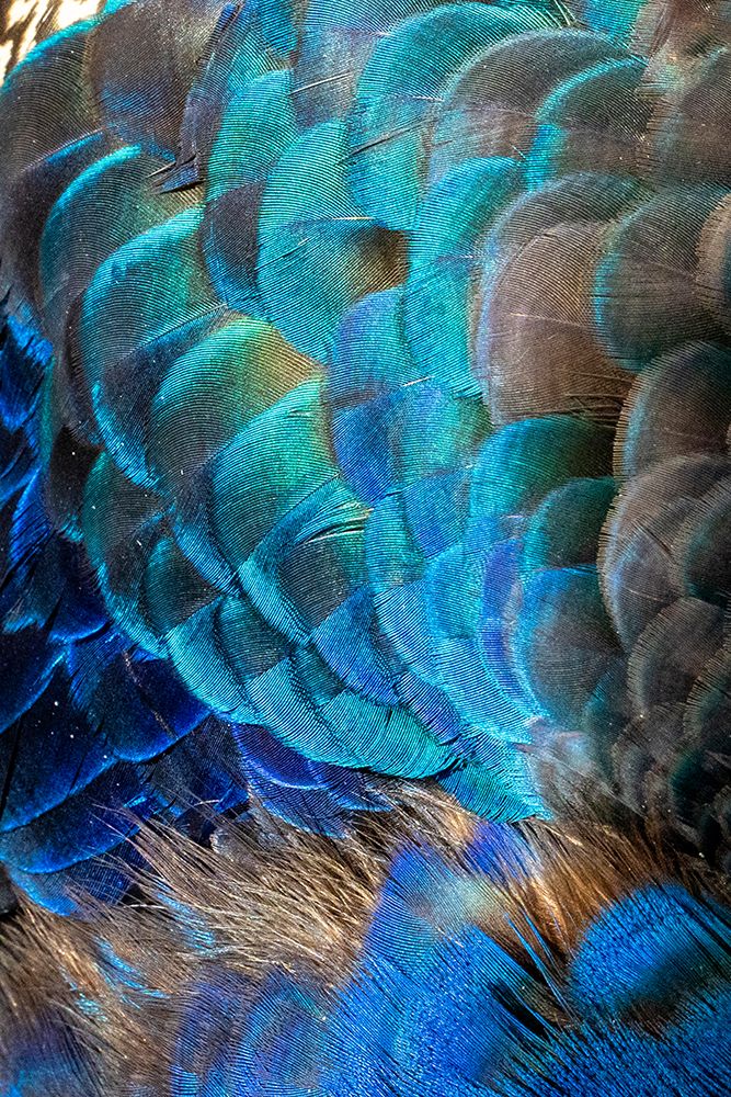 USA-Utah Peacock feathers detail art print by Judith Zimmerman for $57.95 CAD