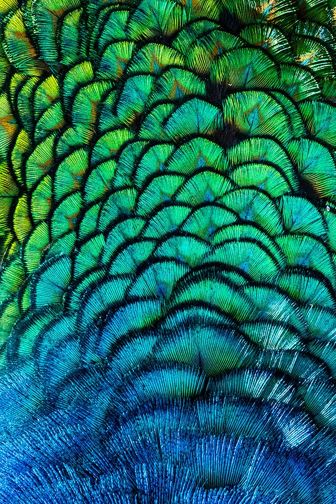 USA-Utah Peacock feathers detail art print by Judith Zimmerman for $57.95 CAD