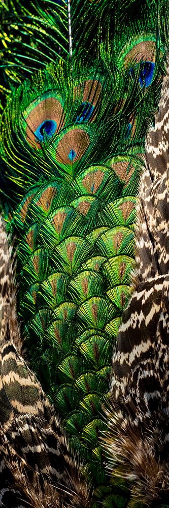 USA-Utah Peacock feathers detail art print by Judith Zimmerman for $57.95 CAD