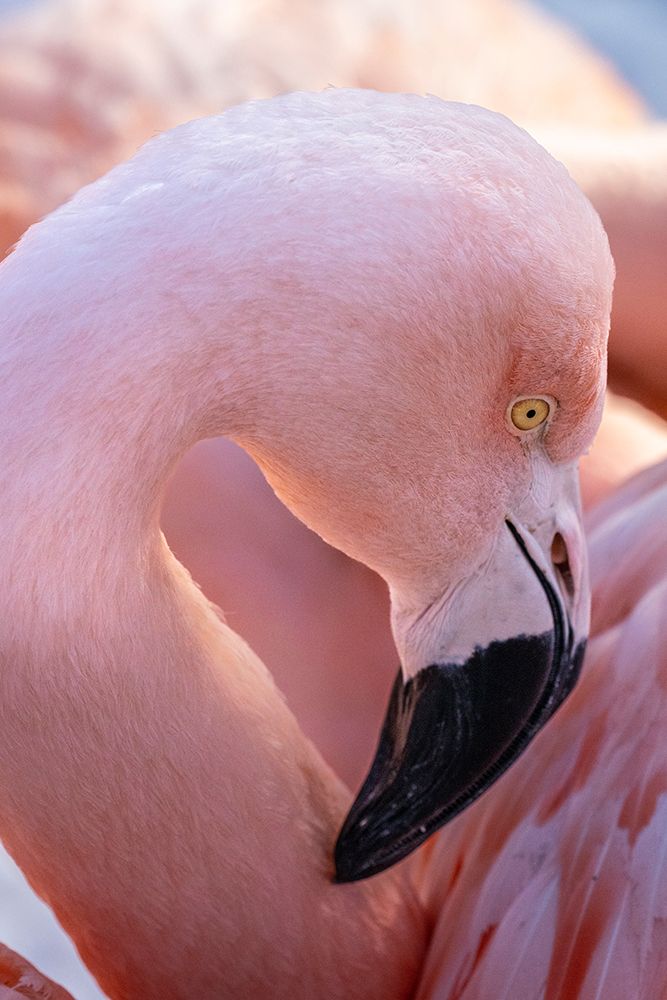 USA-Utah Flamingos art print by Judith Zimmerman for $57.95 CAD