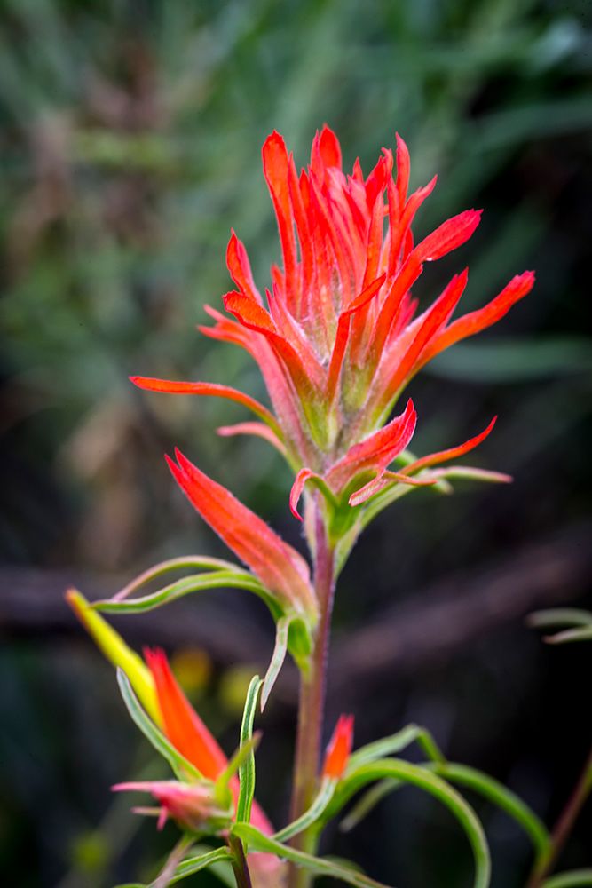 Indian paintbrush in Utah art print by Larry Richardson for $57.95 CAD