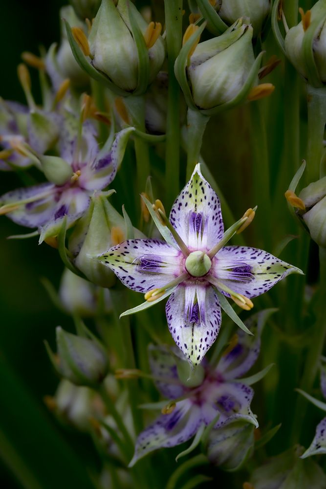 Green gentian wildflower in Utah art print by Larry Richardson for $57.95 CAD