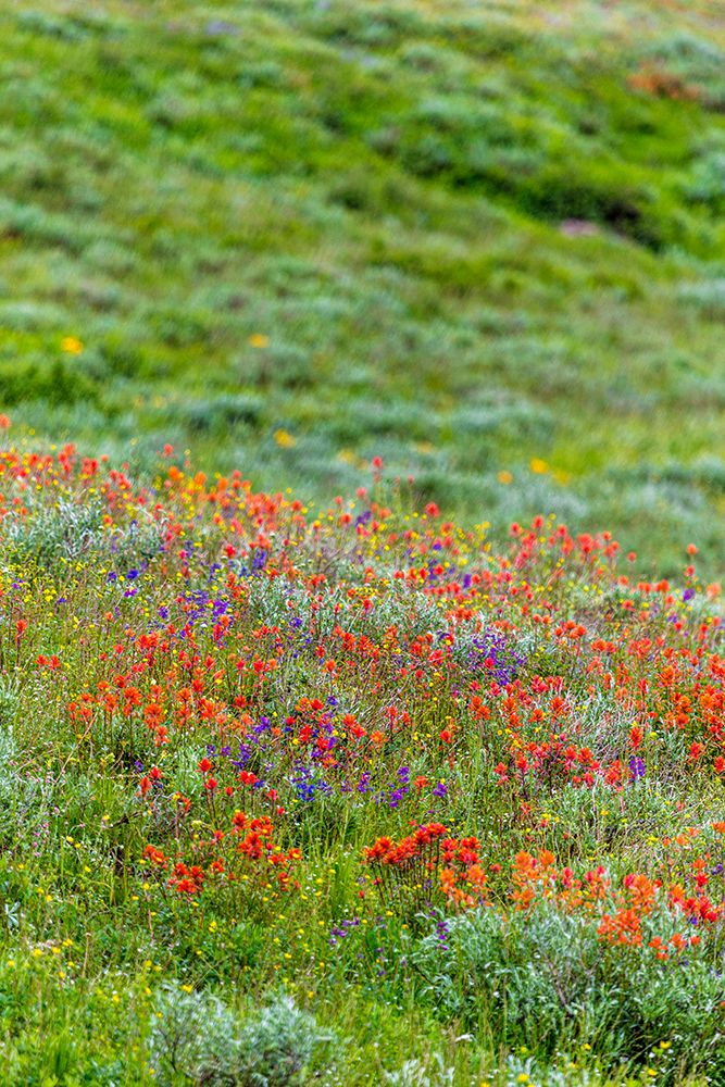 An assortment of wildflowers blanket a hillside in Fish Lake National Forest art print by Larry Richardson for $57.95 CAD