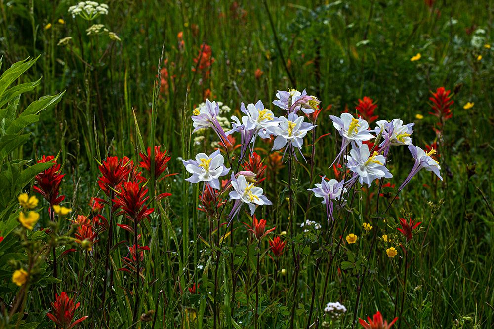 Columbine and other wildflowers in Fish Lake National Forest art print by Larry Richardson for $57.95 CAD