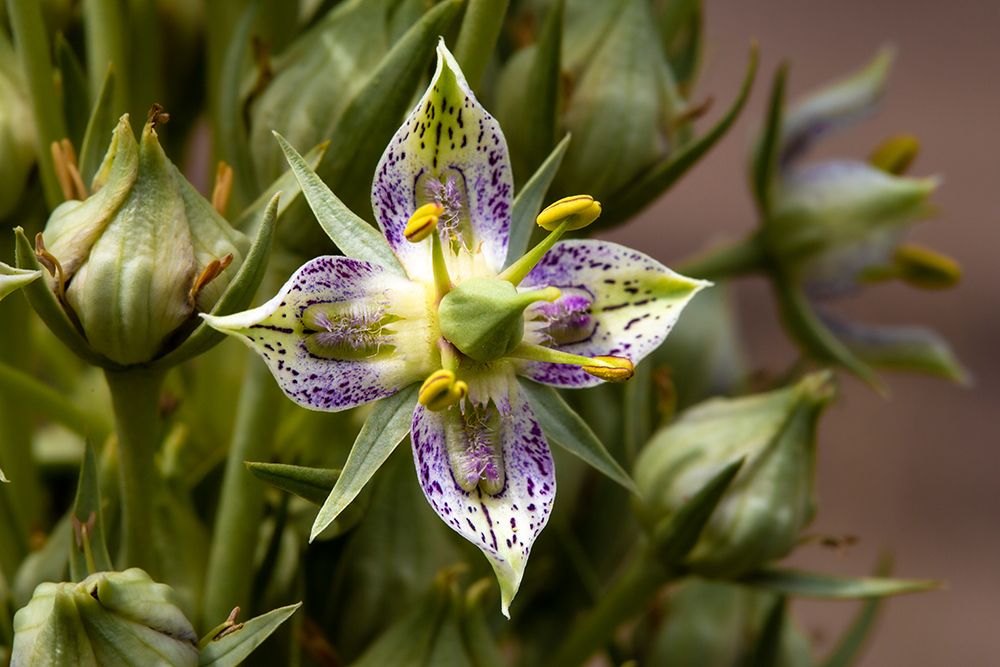 Green gentian wildflowers in Fish Lake National Forest art print by Larry Richardson for $57.95 CAD