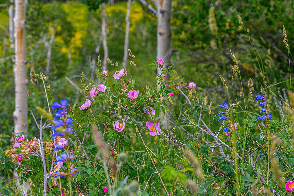Assorted wildflowers in Manti-LaSalle National Forest art print by Larry Richardson for $57.95 CAD