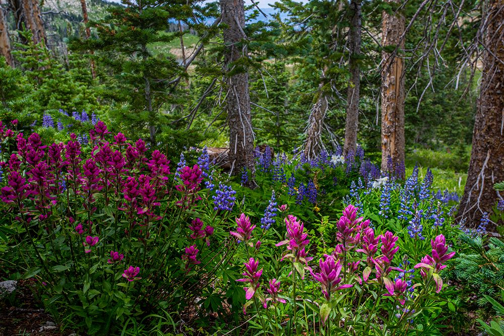 Assorted wildflowers in Manti-LaSalle National Forest art print by Larry Richardson for $57.95 CAD