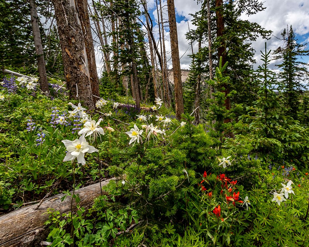 Assorted wildflowers in Manti-LaSalle National Forest art print by Larry Richardson for $57.95 CAD