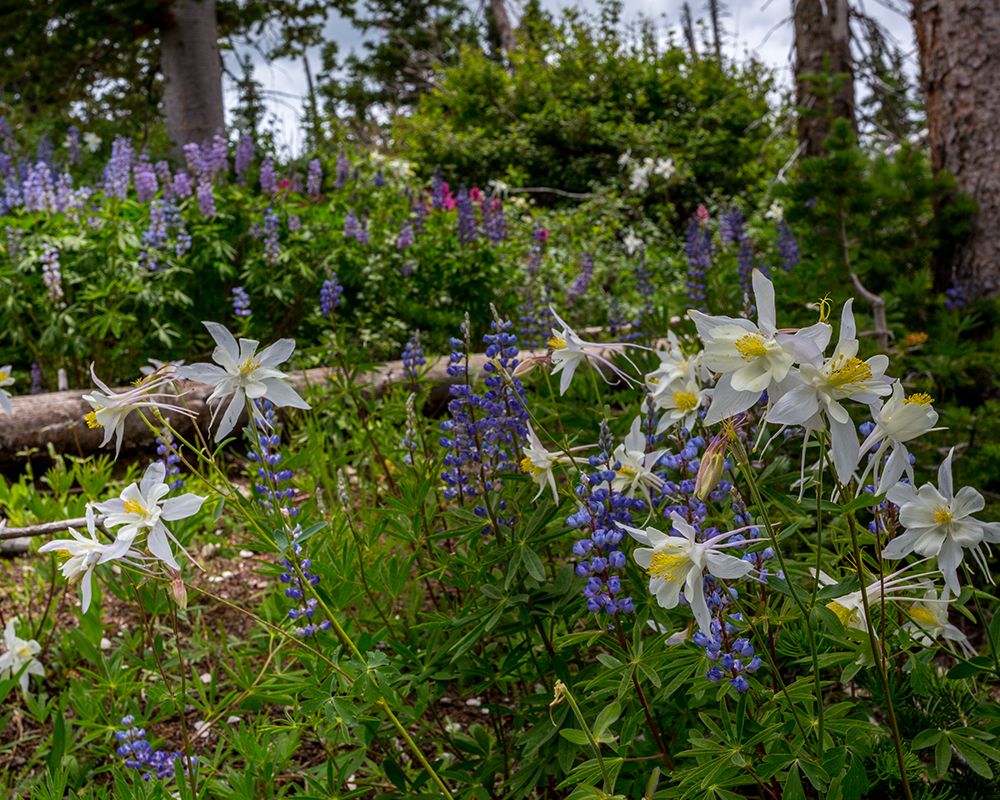 Assorted wildflowers in Manti-LaSalle National Forest art print by Larry Richardson for $57.95 CAD