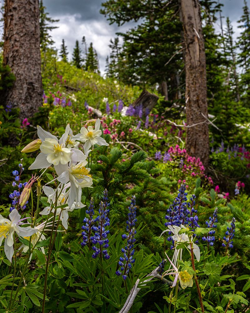 Assorted wildflowers in Manti-LaSalle National Forest art print by Larry Richardson for $57.95 CAD