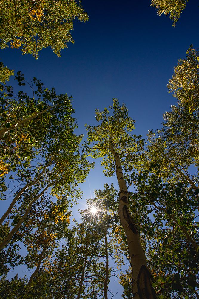 With Fall coming, an aspen grove slowly goes from green to yellow leaves. art print by Larry Richardson for $57.95 CAD