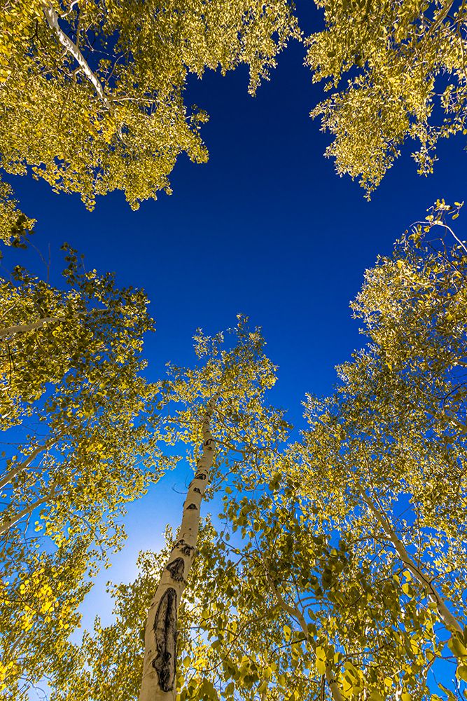 With Fall coming, an aspen grove slowly goes from green to yellow leaves. art print by Larry Richardson for $57.95 CAD
