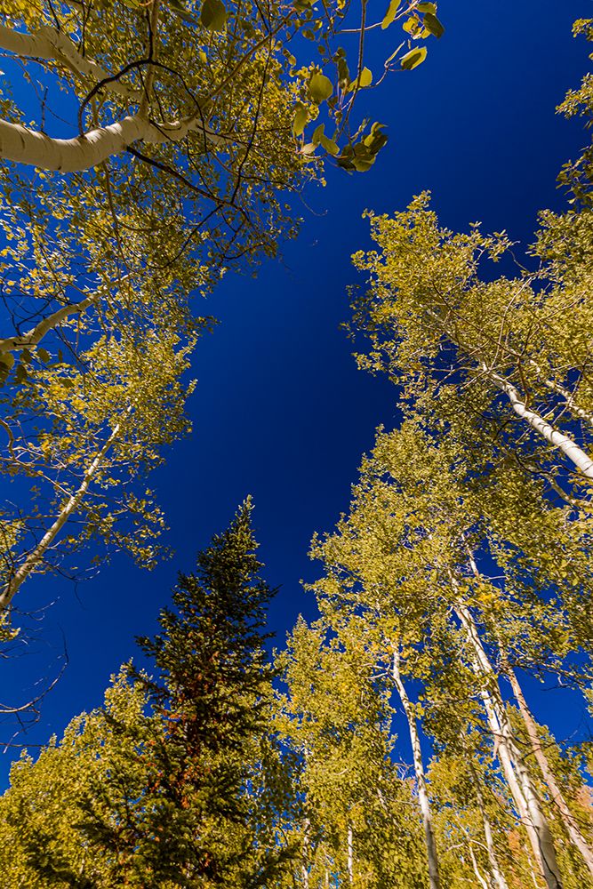 With Fall coming, an aspen grove slowly goes from green to yellow leaves. art print by Larry Richardson for $57.95 CAD