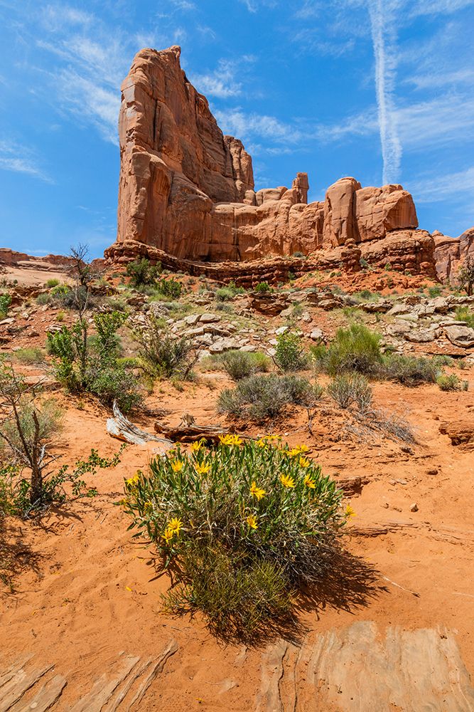 Rough mules ears, Park Avenue, Arches National Park, Utah, USA. art print by Roddy Scheer for $57.95 CAD