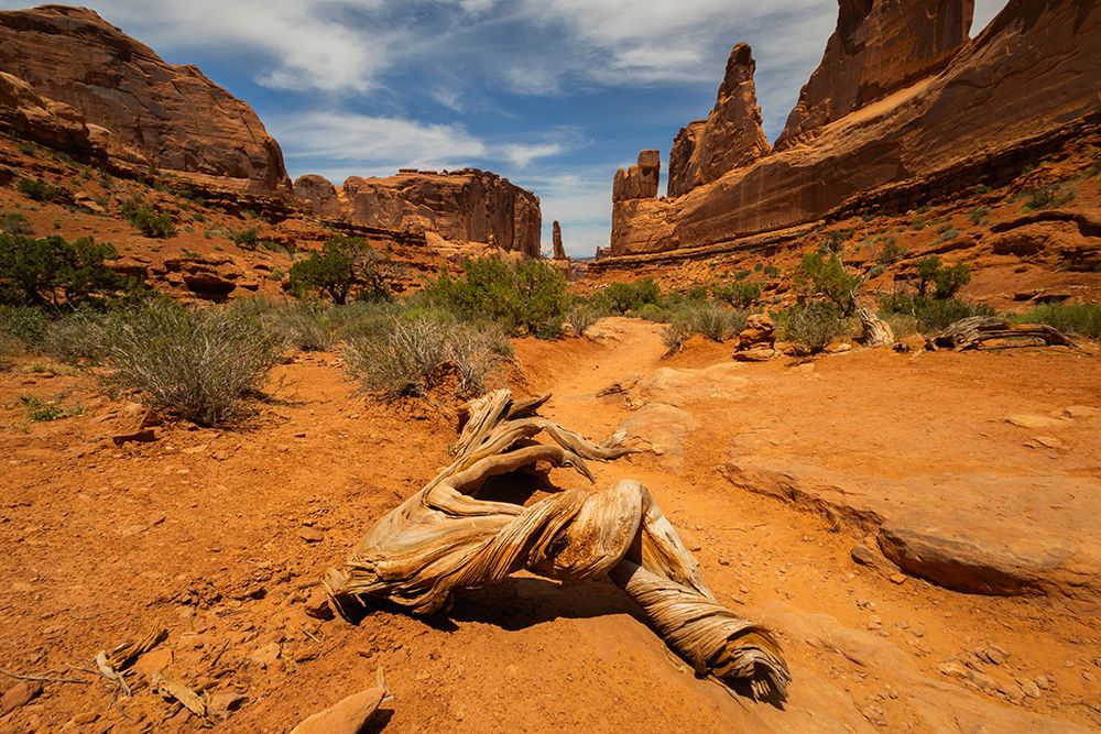 Utah juniper, Park Avenue, Arches National Park, Utah, USA. art print by Roddy Scheer for $57.95 CAD