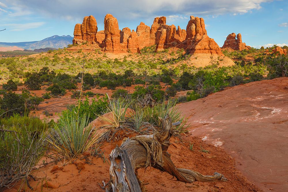Narrowleaf yucca, The Windows Section, Arches National Park, Utah, USA. art print by Roddy Scheer for $57.95 CAD
