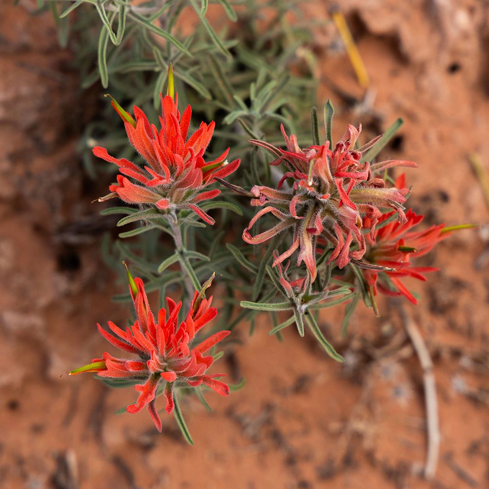 Desert paintbrush, The Windows Section, Arches National Park, Utah, USA. art print by Roddy Scheer for $57.95 CAD