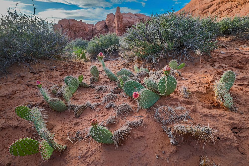 Starvation prickly pear cactus, The Windows Section, Arches National Park, Utah, USA. art print by Roddy Scheer for $57.95 CAD