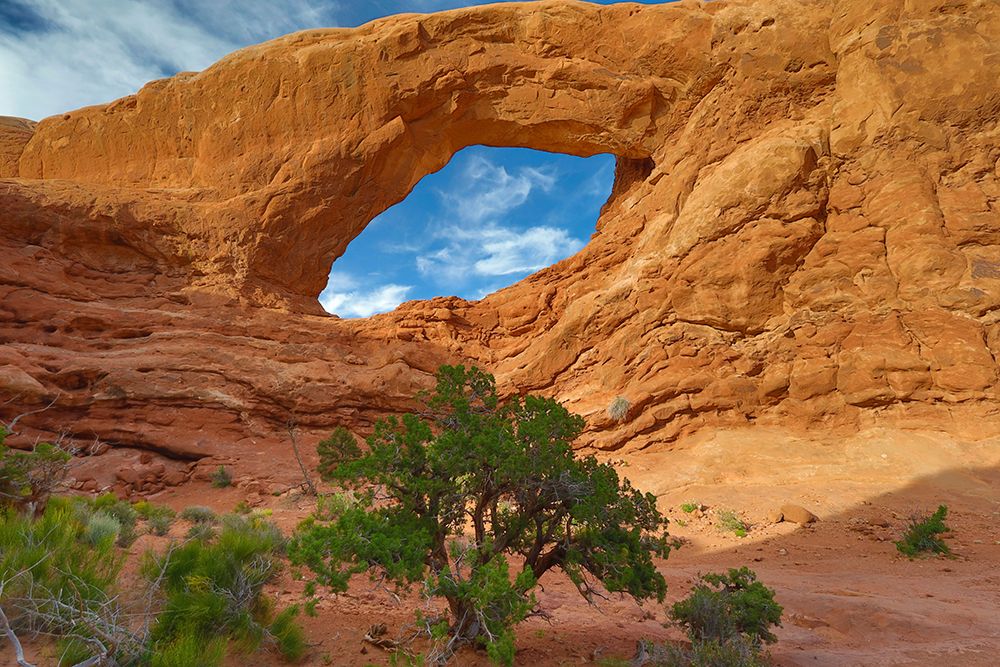 Utah juniper, The Windows Arches National Park, Utah, USA. art print by Roddy Scheer for $57.95 CAD