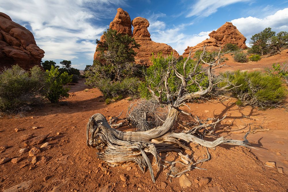 The Windows, Arches National Park, Utah, USA. art print by Roddy Scheer for $57.95 CAD
