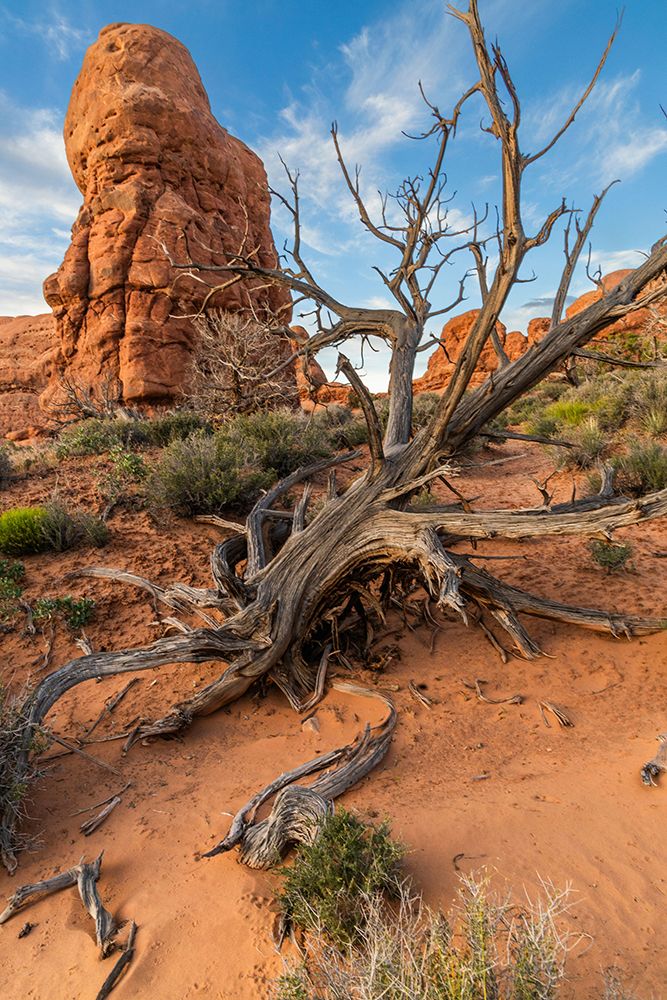 The Windows, Arches National Park, Utah, USA. art print by Roddy Scheer for $57.95 CAD
