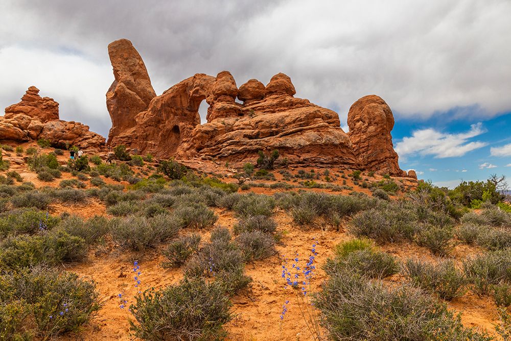 Two-lobe larkspur, Turret Arch, Arches National Park, Utah, USA. art print by Roddy Scheer for $57.95 CAD