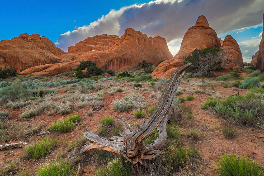 Devils Garden Trail, Arches National Park, Utah, USA. art print by Roddy Scheer for $57.95 CAD