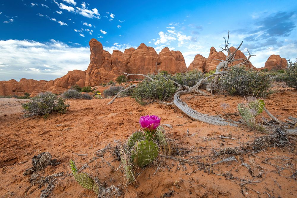Sunset, Devils Garden, Arches National Park, Utah, USA. art print by Roddy Scheer for $57.95 CAD