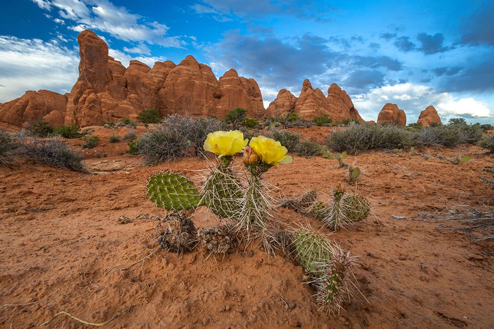 Sunset, Devils Garden, Arches National Park, Utah, USA. art print by Roddy Scheer for $57.95 CAD